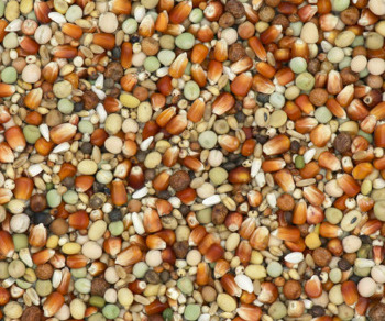 411040 Traditional Breeding Subliem zaad